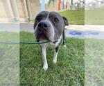 Small American Pit Bull Terrier
