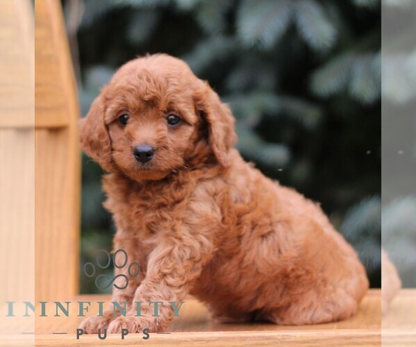Medium Photo #4 Goldendoodle (Miniature) Puppy For Sale in EPHRATA, PA, USA