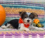 Small Photo #3 Shorkie Tzu Puppy For Sale in LANCASTER, PA, USA