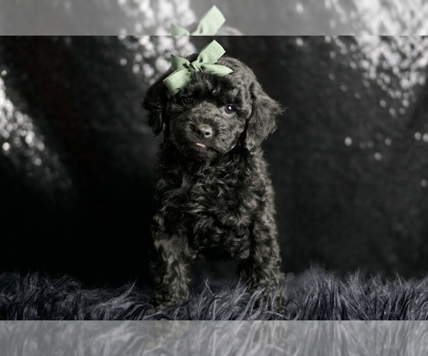 Medium Photo #2 Poodle (Toy) Puppy For Sale in WARSAW, IN, USA