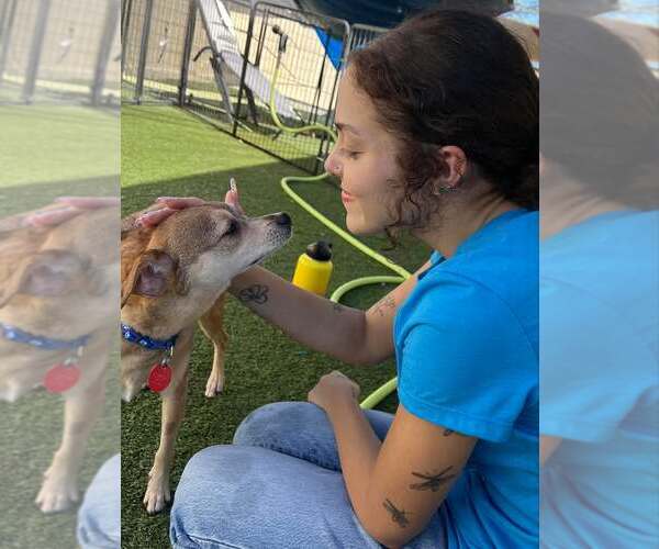 Medium Photo #3 Chihuahua-Unknown Mix Puppy For Sale in Tempe , AZ, USA