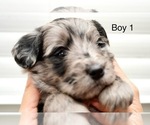 Small #5 Goldendoodle
