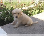 Small Photo #3 Golden Retriever Puppy For Sale in MOBERLY, MO, USA