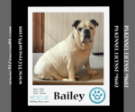 Small Photo #9 Bulldog Puppy For Sale in Kimberton, PA, USA