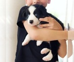 Small Photo #10 Border Collie Puppy For Sale in WILM, NC, USA