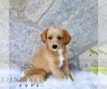 Small #3 Miniature Labradoodle
