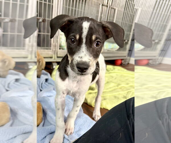 Medium Photo #8 Lab-Pointer Puppy For Sale in Jefferson, NJ, USA