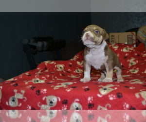 American Bully Puppy for sale in COUNTRY CLUB HILLS, MO, USA