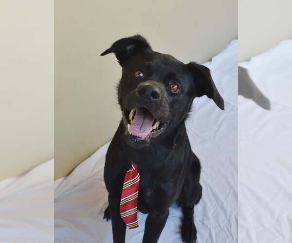 Medium Photo #3 Labrador Retriever-Unknown Mix Puppy For Sale in McKinney, TX, USA