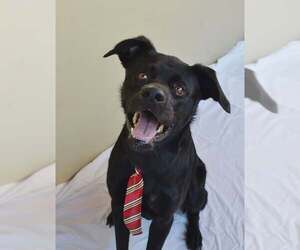 Granite - Male Labrador Retriever-Unknown Mix Dog for Adoption - Photo #3