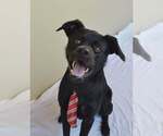 Small #2 Labrador Retriever Mix
