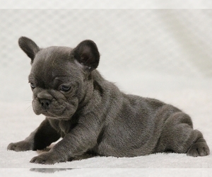 French Bulldog Puppy for sale in NEW YORK, NY, USA