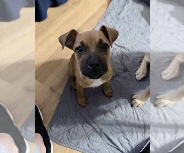 Medium Photo #1 Labrador Retriever-Unknown Mix Puppy For Sale in Raleigh, NC, USA