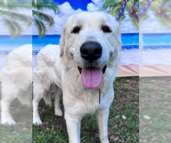 Medium Photo #5 Great Pyrenees Puppy For Sale in Spring, TX, USA