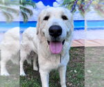 Small #4 Great Pyrenees