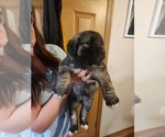 Puppy Grey Norwegian Elkhound-Saint Berdoodle Mix