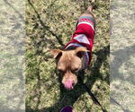 Small #16 American Pit Bull Terrier Mix