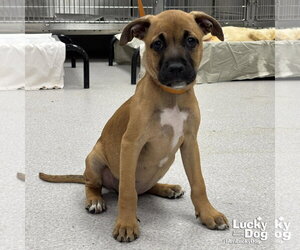 Mutt Dogs for adoption in Washington, DC, USA