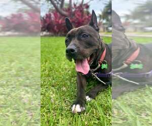Mutt Dogs for adoption in Pompano Beach , FL, USA