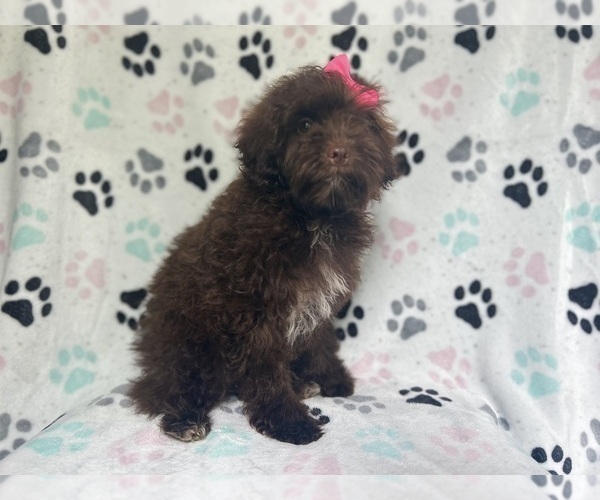 Medium Photo #4 ShihPoo Puppy For Sale in LAKELAND, FL, USA