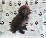 Small #3 ShihPoo