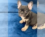 Small Photo #6 French Bulldog Puppy For Sale in NORTH HAMPTON, NH, USA