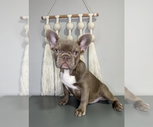 French Bulldog Puppy for Sale in CHARLOTTE, North Carolina USA