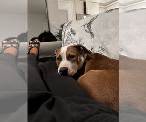 COURTESY POST: Tsuki - Female Mutt Dog for Adoption - Photo #3