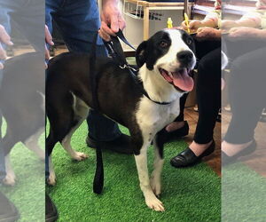 Cookie - Female Collie-Labrador Retriever Mix Dog for Adoption - Photo #3