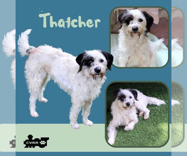 Medium Photo #1 Australian Shepherd-Unknown Mix Puppy For Sale in Lindsay, CA, USA