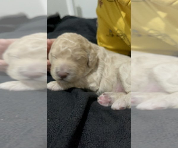 Medium Photo #13 Goldendoodle Puppy For Sale in SAINT LOUIS, MO, USA