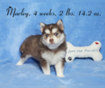 Small Photo #25 Pomsky Puppy For Sale in RAMONA, CA, USA