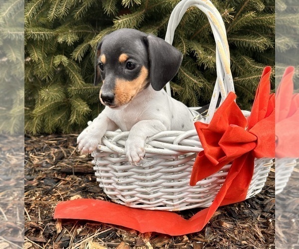 Medium Photo #5 Dachshund Puppy For Sale in MIDDLEBURY, IN, USA