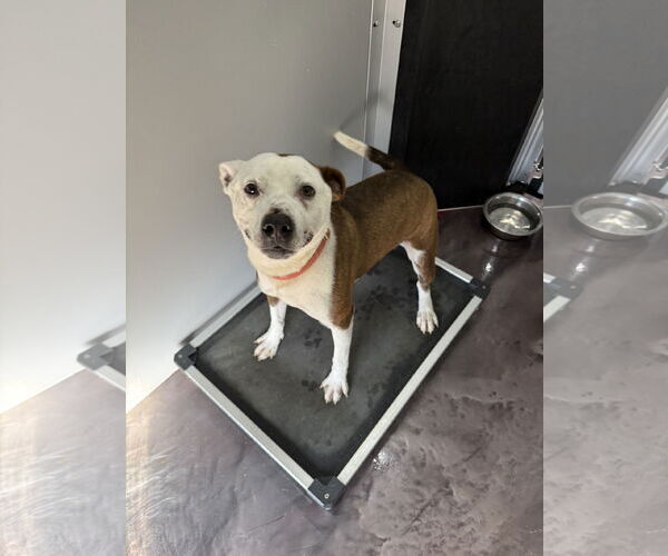 Medium Photo #5 American Pit Bull Terrier-Unknown Mix Puppy For Sale in Corning, AR, USA