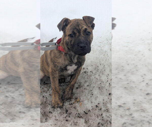 Medium Photo #8 American Staffordshire Terrier-Staffordshire Bull Terrier Mix Puppy For Sale in Brewster, NY, USA