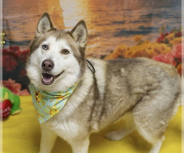 Medium Photo #2 Siberian Husky Puppy For Sale in Placerville, CA, USA