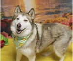 Small #1 Siberian Husky