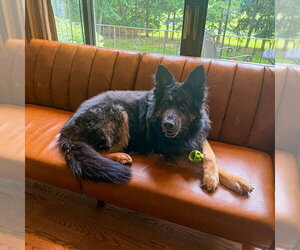 German Shepherd Dog Dogs for adoption in Millburn, NJ, USA