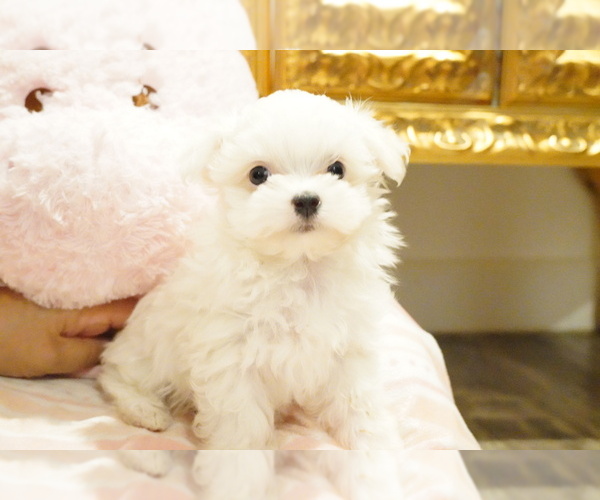 Medium Photo #4 Maltese Puppy For Sale in LOS ANGELES, CA, USA
