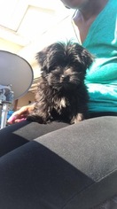 Morkie Puppy for sale in SAINT PAUL, MN, USA