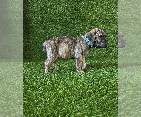 Medium Photo #1 Presa Canario Puppy For Sale in MOUNTAIN RANCH, CA, USA