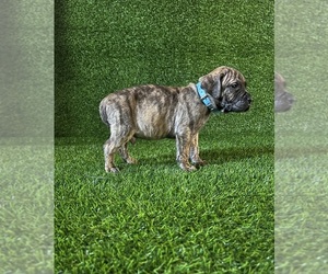 Presa Canario Puppy for sale in MOUNTAIN RANCH, CA, USA