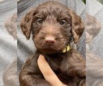 Small #2 Goldendoodle-Schnoodle (Standard) Mix