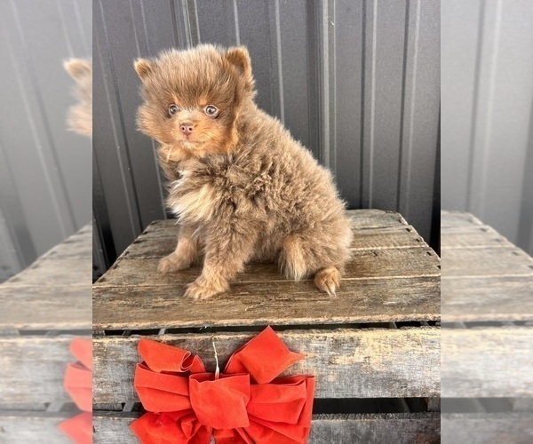 Medium Photo #4 Pomeranian Puppy For Sale in MIDDLEBURY, IN, USA