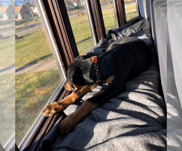 Medium Photo #15 Doberman Pinscher Puppy For Sale in Minneaoplis, MN, USA
