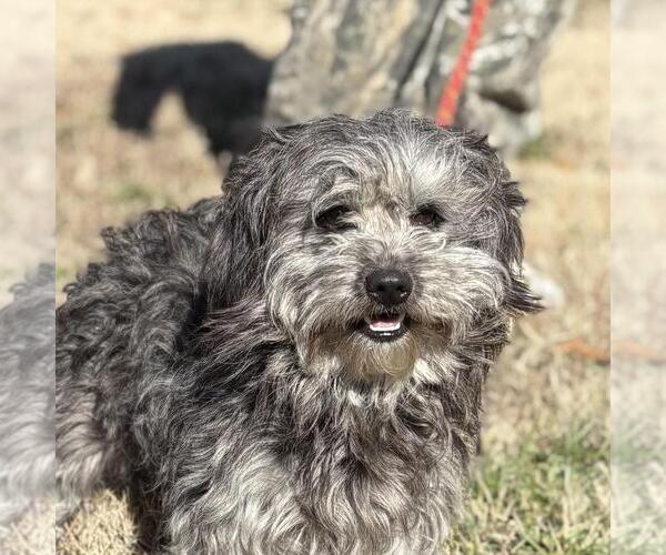 Medium Photo #1 Poodle (Miniature)-Unknown Mix Puppy For Sale in Yardley, PA, USA