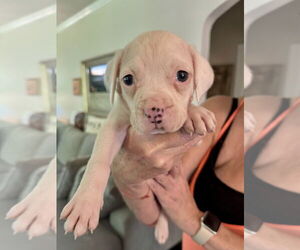 American Staffordshire Terrier-Unknown Mix Dogs for adoption in Brewster, NY, USA