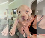 Small American Staffordshire Terrier Mix