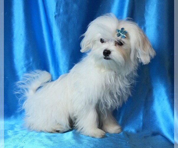 Medium Photo #3 Maltese Puppy For Sale in ROCK VALLEY, IA, USA