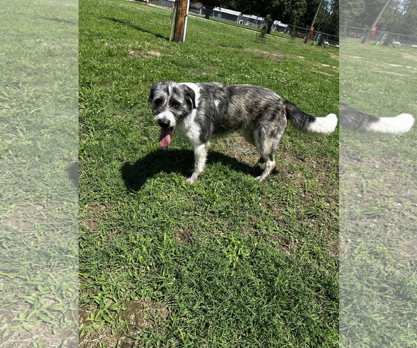 Medium Photo #3 Aussiedoodle Puppy For Sale in Corning, AR, USA